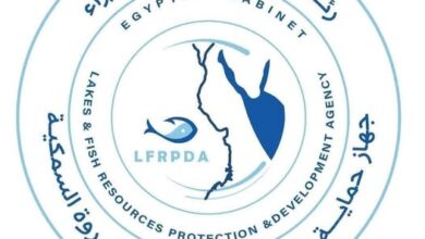جهاز حماية وتنمية البحيرات والثروة السمكية يفتتح موسم الصيد بمزرعة المنزلة السمكي2025 /2026 2 606826764 1438048285032254 2623798664919972455 n