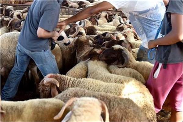 شروط الأضحية في الإسلام.. ضوابط شرعية لابد . من الالتزام بها 14 20260517065936163