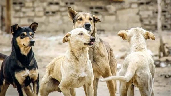 عضو الفتوى بالأزهر: لا يجوز قتل الكلاب الأليفة التي لا يصدر منها أي أذى للإنسان 1 IMG 3354