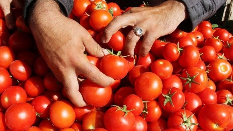 شعبة الخضراوات توضح أسباب ارتفاع أسعار الطماطم وتحذر من التخزين 1 4254545455555
